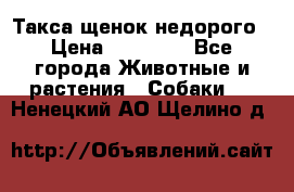 Такса щенок недорого › Цена ­ 15 000 - Все города Животные и растения » Собаки   . Ненецкий АО,Щелино д.